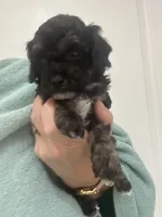 Black/Apricot Phantom, a female Poodle - Toy  for sale in Tampa, FL – 6 of 9