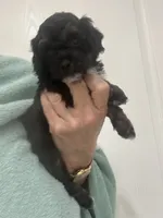 Black/Apricot Phantom, a female Poodle - Toy  for sale in Tampa, FL – 9 of 9