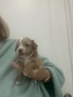 ApricotGirl/White Markings, a female Poodle - Toy  for sale in Tampa, FL – 3 of 7
