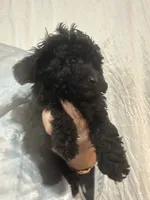 BlackGirl , a female Poodle - Toy  for sale in Tampa, FL – 3 of 4