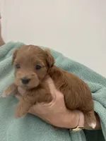 DarkRedApricotGirl, a female Maltipoo for sale in Tampa, FL – 5 of 6