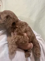 ReadyNow!!MicroMiniGoldendoodleGirl, a female Miniature Goldendoodle for sale in Tampa, FL – 6 of 8