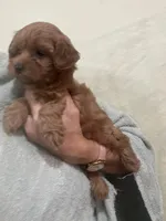 DarkRedApricotGirl, a female Poodle - Toy  for sale in Tampa, FL – 4 of 7