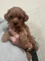 DarkRedApricotGirl, a female Poodle - Toy  for sale in Tampa, FL – 3 of 7