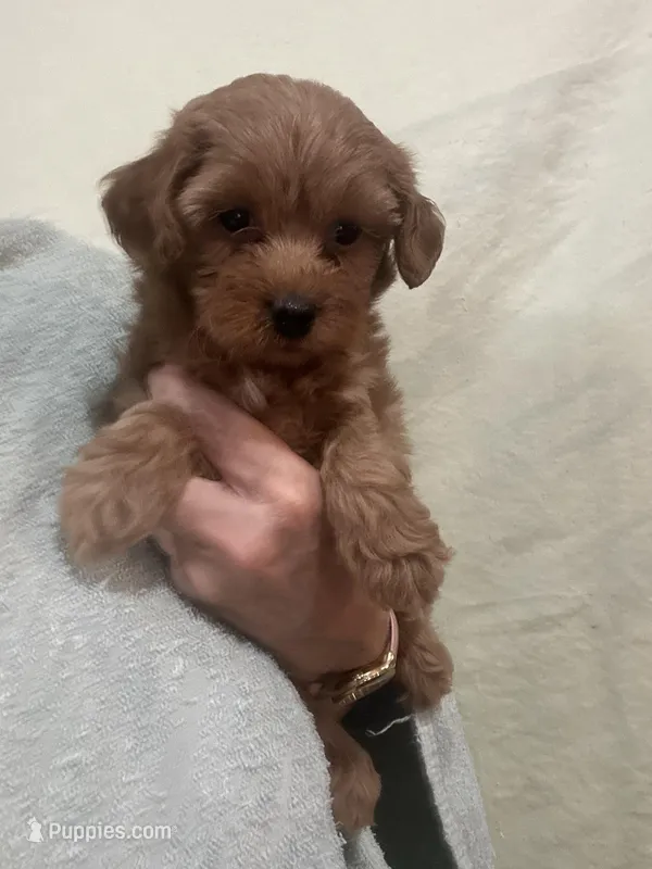 DarkRedApricotGirl, a female Poodle - Toy  for sale in Tampa, FL – 1 of 7