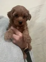 DarkRedApricotGirl, a female Poodle - Toy  for sale in Tampa, FL – 1 of 7