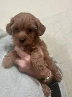 DarkRedApricotGirl, a female Poodle - Toy  for sale in Tampa, FL – 6 of 7