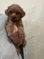DarkRedApricotGirl, a female Poodle - Toy  for sale in Tampa, FL – 5 of 7
