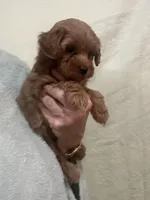 DarkRedApricotGirl, a female Poodle - Toy  for sale in Tampa, FL – 2 of 7