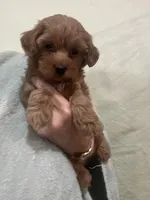 DarkRedApricotGirl, a female Poodle - Toy  for sale in Tampa, FL – 7 of 7