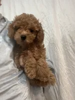 DarkRedApricotBoy, a male Poodle - Toy  for sale in Tampa, FL – 2 of 2