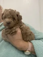 DarkestApricotBoy, a male Poodle - Toy  for sale in Tampa, FL – 2 of 6