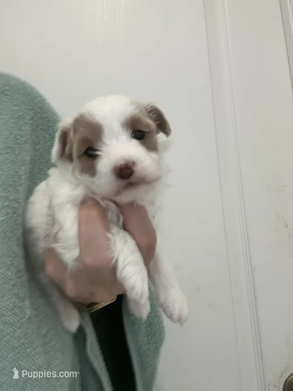 White/ApricotPatchesGirl – Maltipoo puppy for sale in Tampa, FL