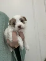 White/ApricotPatchesGirl, a female Maltipoo for sale in Tampa, FL – 1 of 8