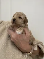 ApricotBoy/White Markings, a male Poodle - Toy  for sale in Tampa, FL – 1 of 5