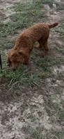 Deep DarkRedApricot Boy(AKC), a male Poodle - Toy  for sale in Tampa, FL – 2 of 2