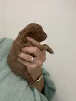 Deep DarkRedApricot Boy, a male Poodle - Toy  for sale in Tampa, FL – 3 of 3