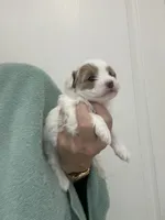 White/ApricotPatchesGirl, a female Maltipoo for sale in Tampa, FL – 8 of 8