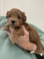 DarkRedApricotGirl, a female Maltipoo for sale in Tampa, FL – 6 of 6