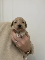 ApricotBoy/White Markings, a male Poodle - Toy  for sale in Tampa, FL – 2 of 5