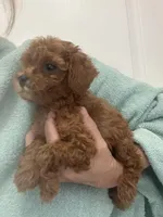 AKCTinyTeacupDarkRedApricotGirl, a female Poodle - Toy  for sale in Tampa, FL – Photo 4 of 6
