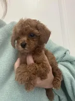 AKCTinyTeacupDarkRedApricotGirl, a female Poodle - Toy  for sale in Tampa, FL – Photo 6 of 6