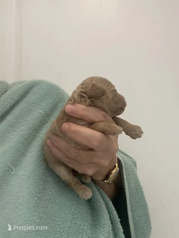 ApricotBoy – Poodle - Toy  puppy for sale in Tampa, FL