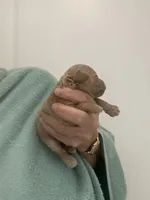 ApricotBoy, a male Poodle - Toy  for sale in Tampa, FL – Photo 1 of 7