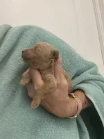 ApricotBoy, a male Poodle - Toy  for sale in Tampa, FL – Photo 3 of 7