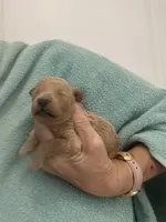 ApricotBoy, a male Poodle - Toy  for sale in Tampa, FL – Photo 7 of 7