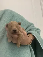 ApricotBoy, a male Poodle - Toy  for sale in Tampa, FL – Photo 5 of 7