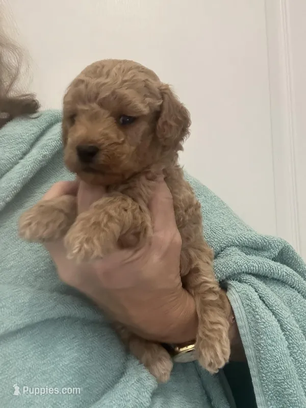 ApricotBoy – Poodle - Toy  puppy for sale in Tampa, FL