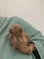 ApricotBoy, a male Poodle - Toy  for sale in Tampa, FL – Photo 6 of 7