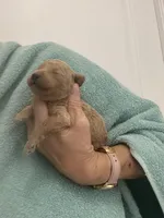 ApricotBoy, a male Poodle - Toy  for sale in Tampa, FL – Photo 4 of 7