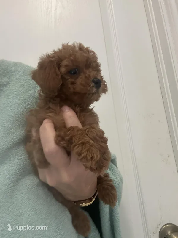 AKCTinyTeacupDarkRedApricotGirl – Poodle - Toy  puppy for sale in Tampa, FL