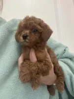 AKCTinyTeacupDarkRedApricotGirl, a female Poodle - Toy  for sale in Tampa, FL – Photo 5 of 6