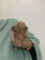 ApricotBoy, a male Poodle - Toy  for sale in Tampa, FL – Photo 2 of 7