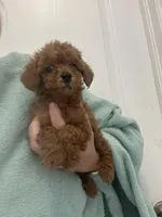 AKCTinyTeacupDarkRedApricotGirl, a female Poodle - Toy  for sale in Tampa, FL – Photo 2 of 6