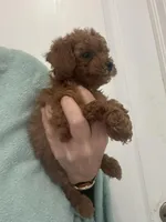 AKCTinyTeacupDarkRedApricotGirl, a female Poodle - Toy  for sale in Tampa, FL – Photo 3 of 6