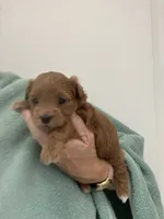 DarkRedApricotGirl, a female Maltipoo for sale in Tampa, FL – 3 of 6