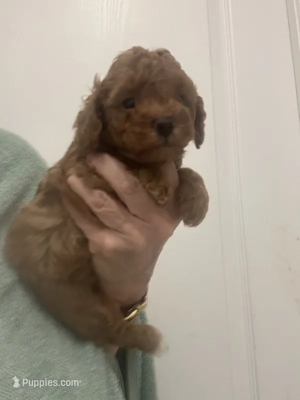 DarkRedApricotBoy – Poodle - Toy  puppy for sale in Tampa, FL