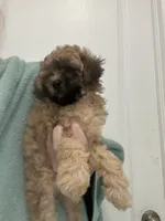READY NOW! Apricot/Black MarkingsGirl, a female Poodle - Toy  for sale in Tampa, FL – 2 of 5