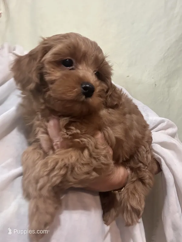 ReadyNow!!MicroMiniGoldendoodleGirl – Miniature Goldendoodle puppy for sale in Tampa, FL