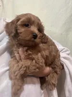 ReadyNow!!MicroMiniGoldendoodleGirl, a female Miniature Goldendoodle for sale in Tampa, FL – 1 of 8