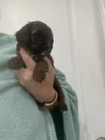 DarkApricot/Chocolate Black mix, a male Poodle - Toy  for sale in Tampa, FL – 10 of 10