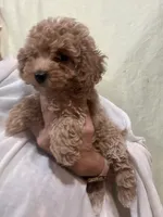 ApricotGirl , a female Poodle - Toy  for sale in Tampa, FL – 2 of 4