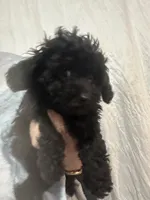 BlackGirl , a female Poodle - Toy  for sale in Tampa, FL – 4 of 4