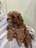 TinyTeacupGirl, a female Poodle - Toy  for sale in Tampa, FL – 4 of 4