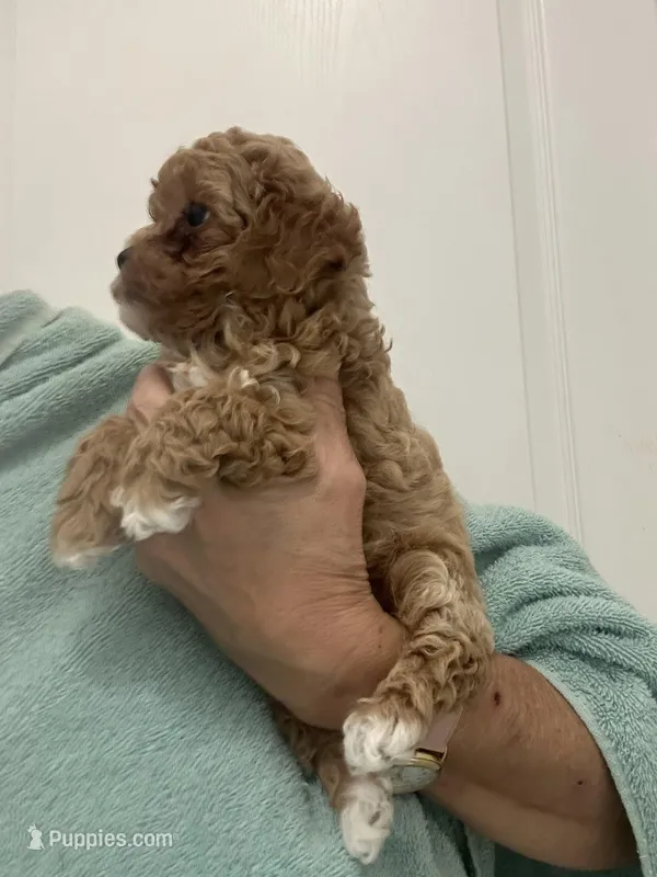 TeacupApricotGirl – Poodle - Toy  puppy for sale in Tampa, FL