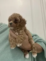 TeacupApricotGirl, a female Poodle - Toy  for sale in Tampa, FL – Photo 4 of 4